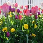 Top Flower Varieties For Stunning Flower Beds