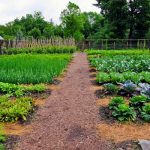 Top Vegetable Varieties For A Thriving Garden