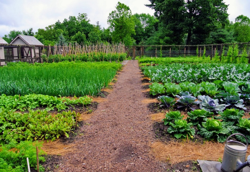 Top Vegetable Varieties For A Thriving Garden